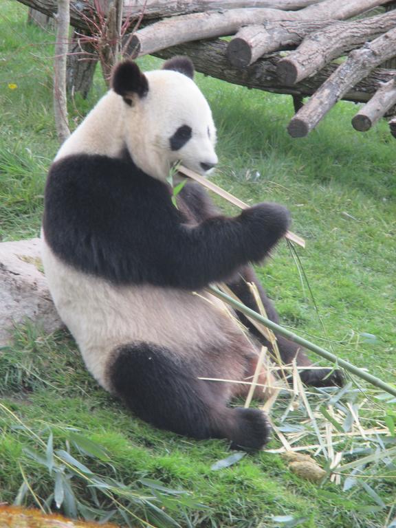Studio & Gite Zen De Beauval- 800 M Du Zooparc Seigy Exteriér fotografie
